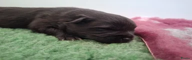 Pomeriaan Puppy 4