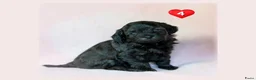 Kruising honden te koop: Prachtige Chi-doodle pups (chihuahua-toypoedel) - Advertentie 10