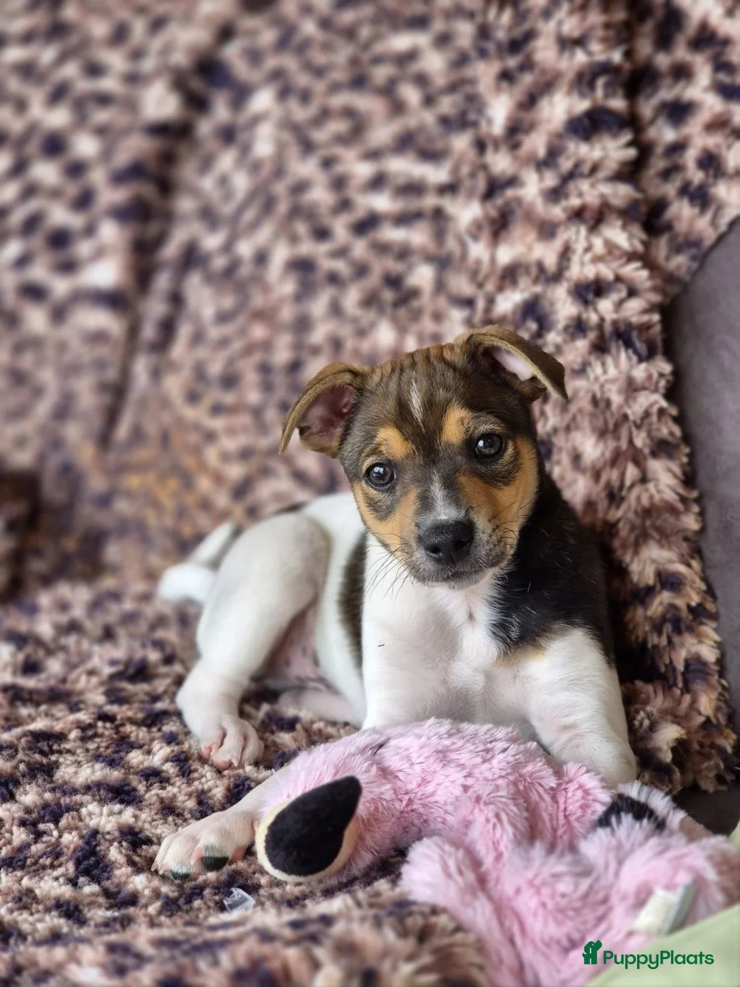 Fox Terriër Gladhaar honden te koop: boerenfox 2 prachtige reutjes  in Alphen aan den Rijn - Advertentie 2