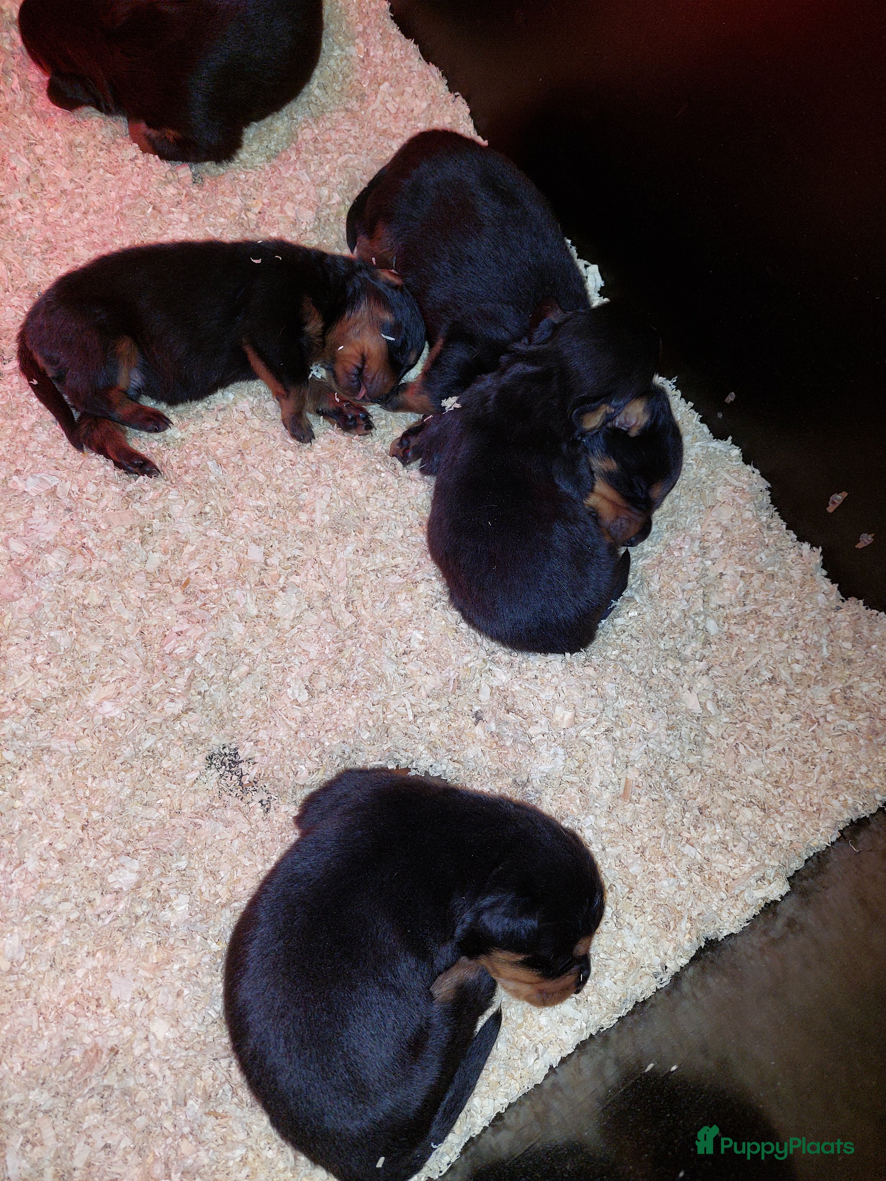 Rottweiler honden Rottweiler teef pup  - Advertentie 11