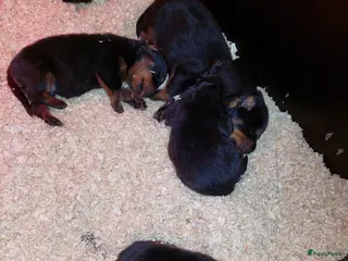 Rottweiler honden Rottweiler teef pup - Advertentie 11