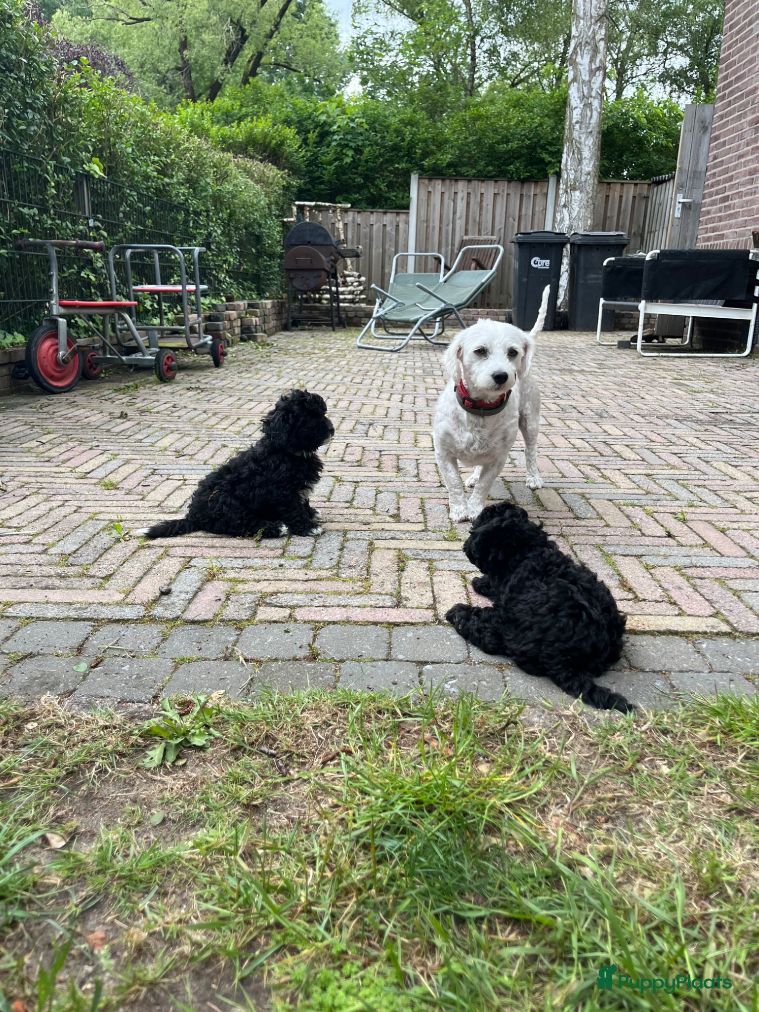 Maltipoo honden Maltipoo  - Advertentie 4