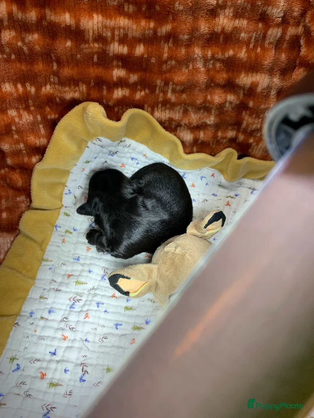 Chihuahua honden te koop: Chihuahua - Advertentie 7