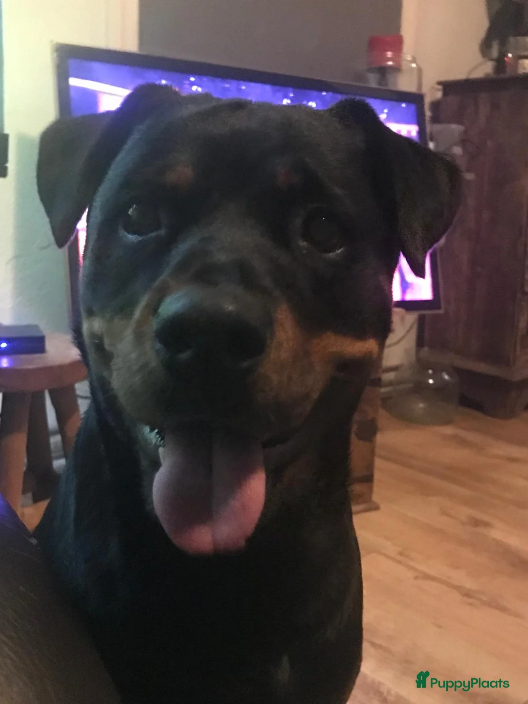 Rottweiler honden te koop: Rotweiler pups  - Advertentie 1