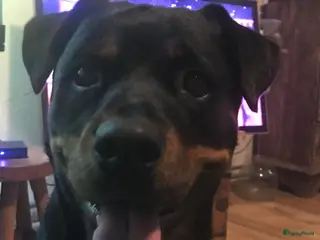 Rottweiler honden Rotweiler pups - Advertentie 5