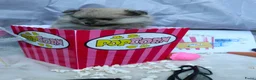 Pomeriaan honden te koop: Mooie pomeranian/ dwergkees pups met fci stamboom - Advertentie 9