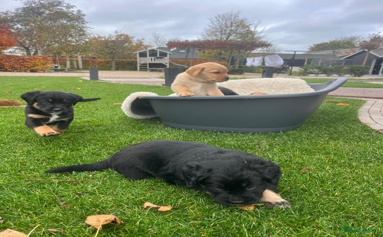 Kruising honden - Advertentie 3