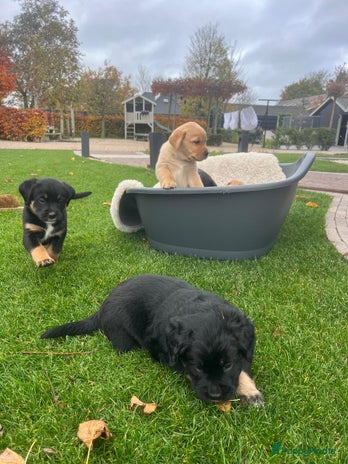 Kruising honden - Advertentie 3