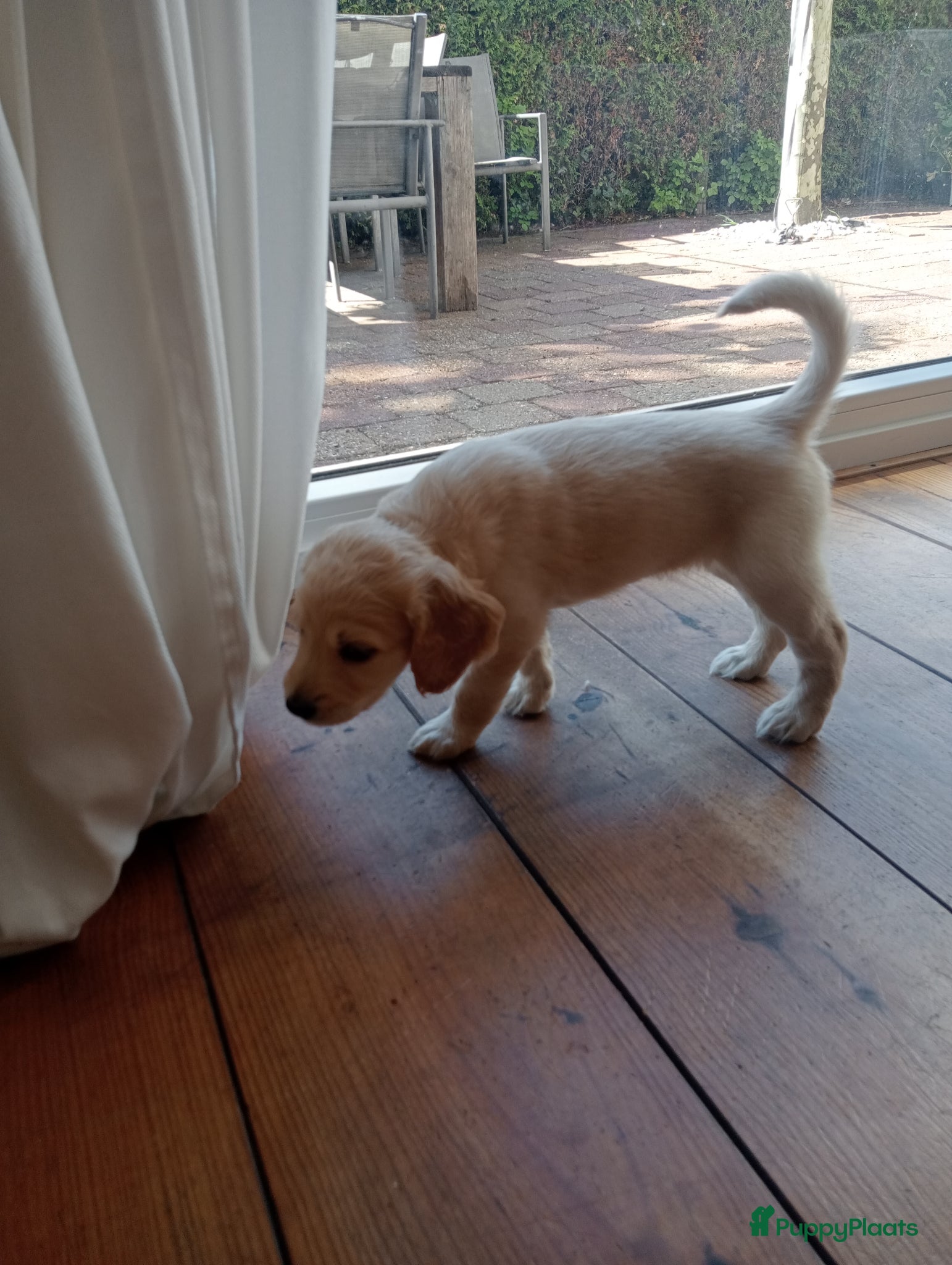 Labradoodle honden te koop: Labradoodle puppies  - Advertentie 23
