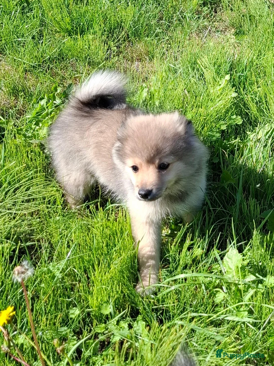 Keeshond honden te koop: Mittelspitz puppy's - Advertentie 2