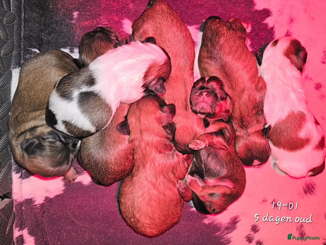 Kruising honden te koop: Boomer pups 14-1 geboren (Shih-Tzu x Boomer) - Advertentie 5
