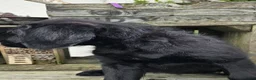 Labradoodle honden te koop: Laatste 2 labradoodles zoeken een eigen huisje - Advertentie 16