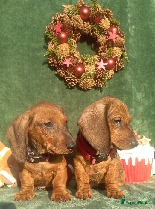 Teckel (korthaar)  honden Prachtige teckel reumet FCI stamboom  - Advertentie 14