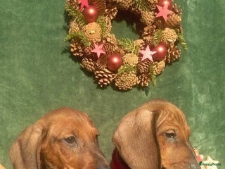 Teckel (korthaar) honden teckel pups reu met FCI stamboom - Advertentie 17