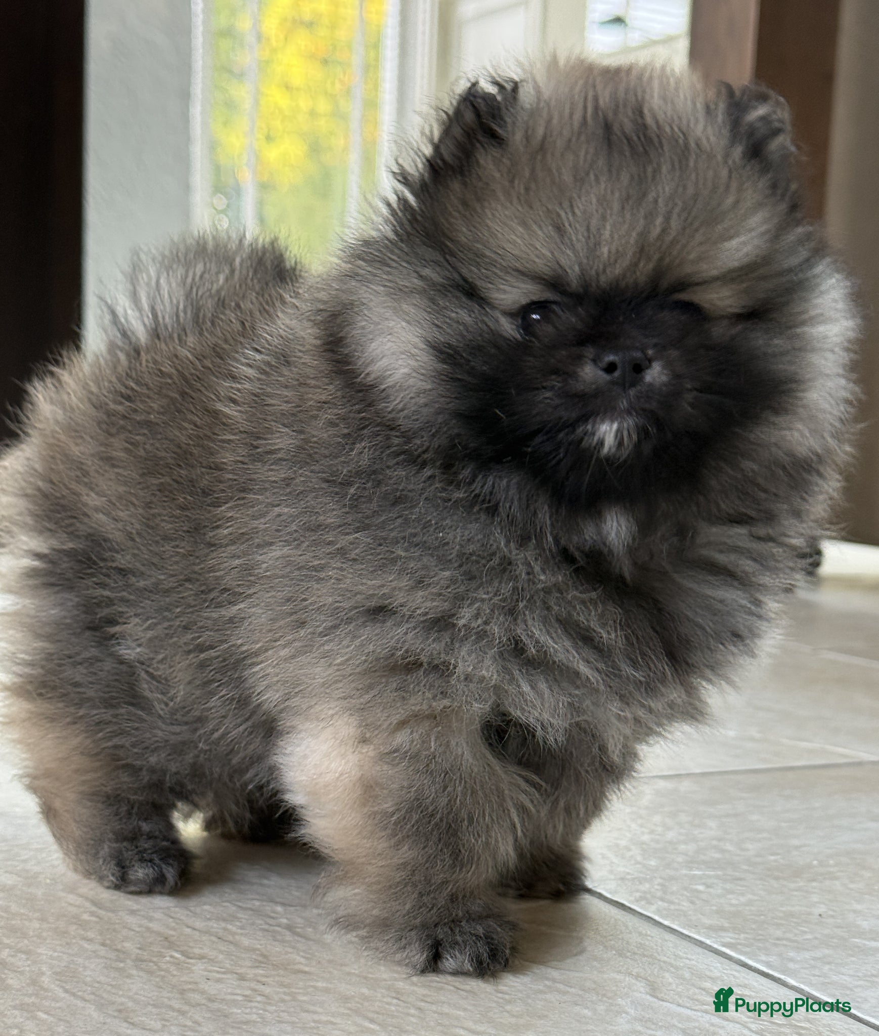 Pomeriaan honden pomeriaan/dwergkees pup reutje met FCI stamboom - Advertentie 1