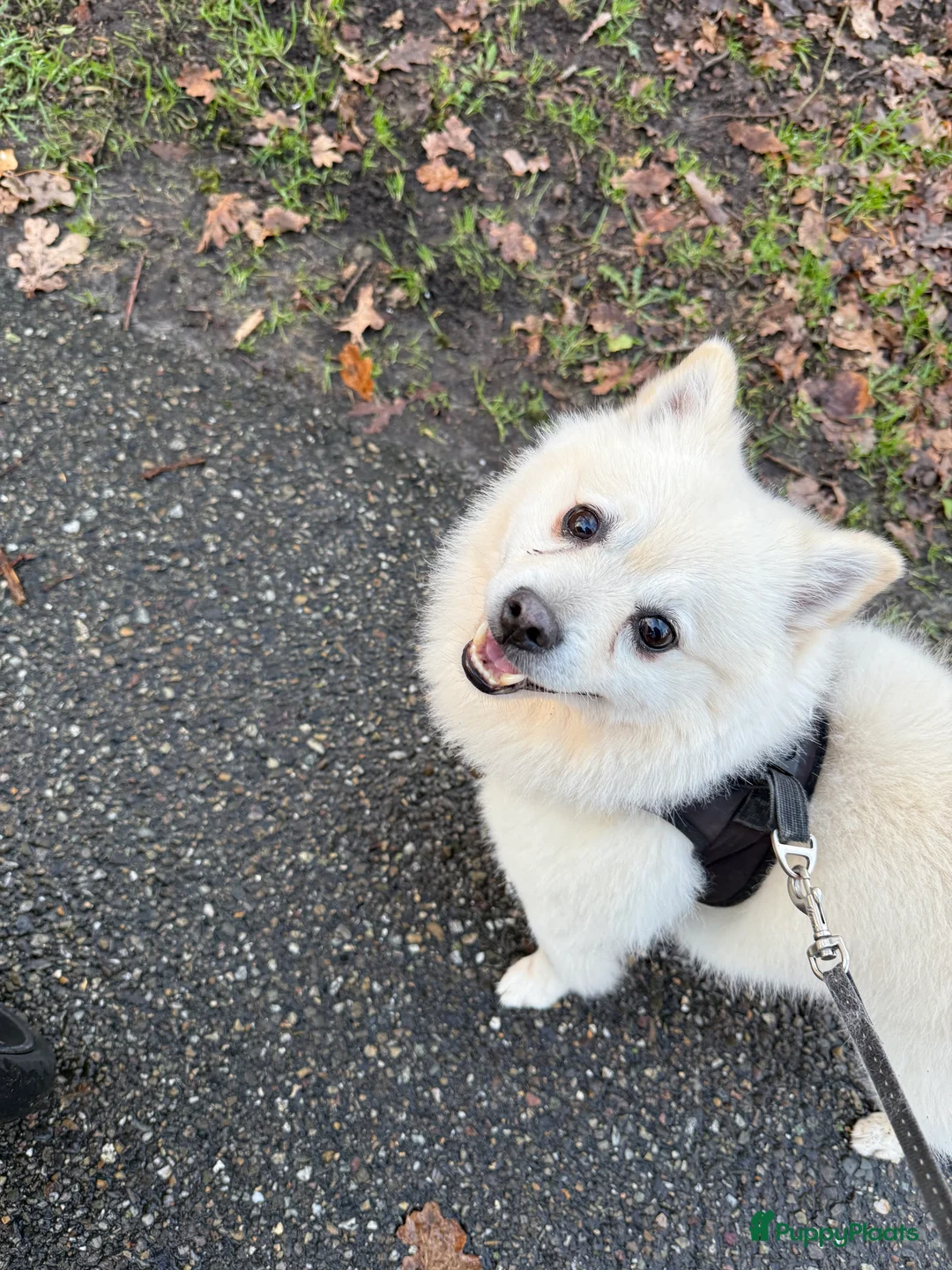 Keeshond honden te koop: Keeshond zoekt een nieuw thuis♥️ - Advertentie 4