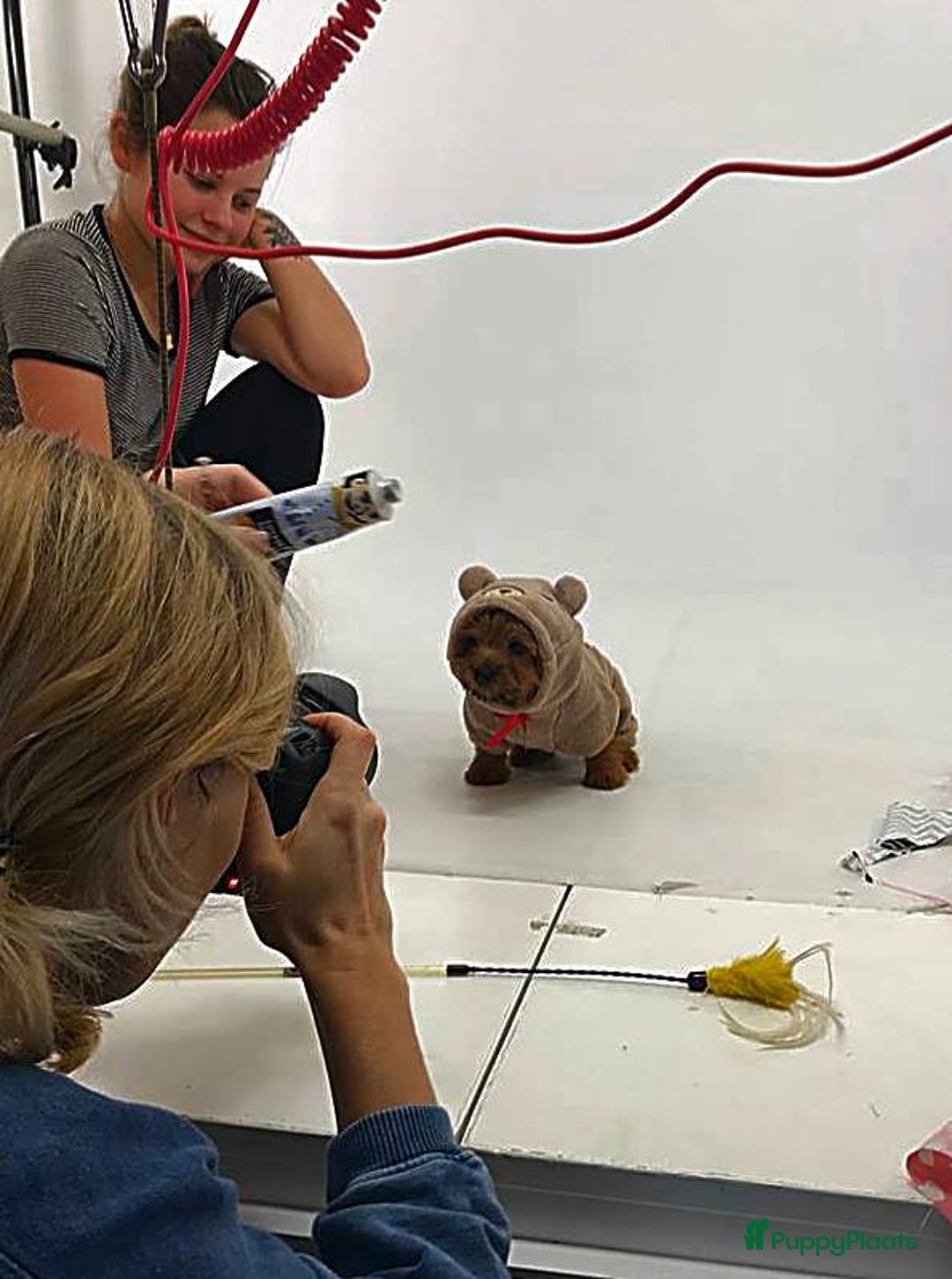 Norfolk Terriër honden te koop: Te koop 2 herplaats Norfolk teefjes - Afbeelding 7