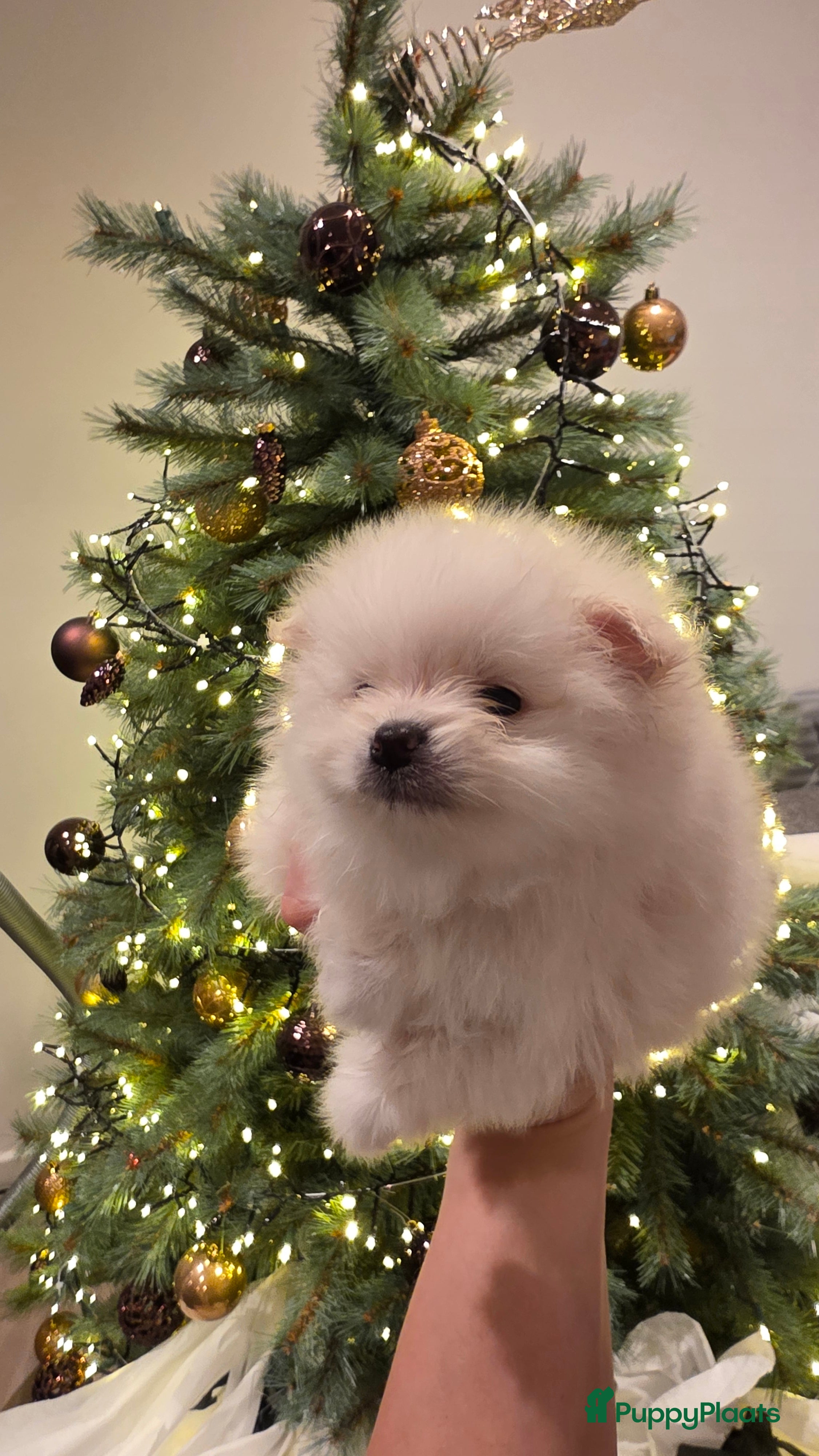 Pomeriaan honden Pomeriaan  - Advertentie 2