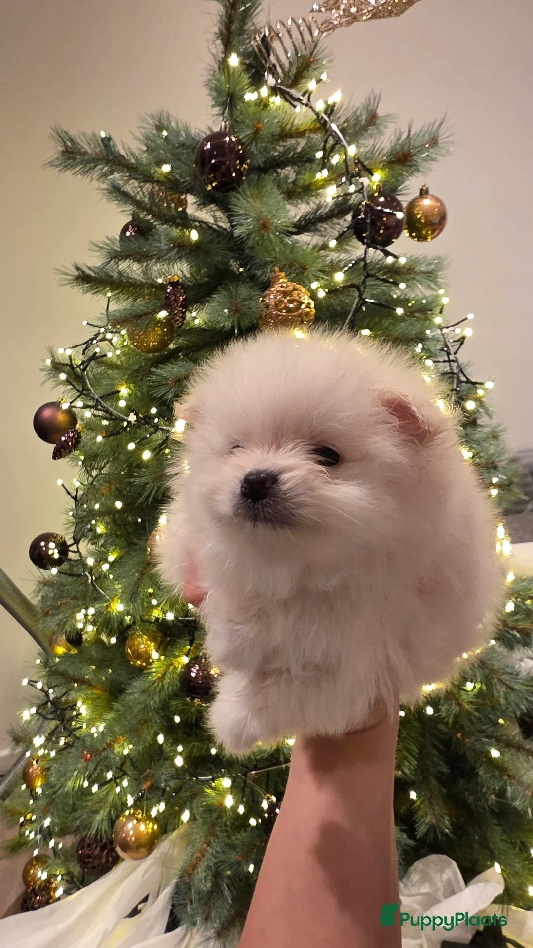 Pomeriaan honden te koop: Pomeriaan  - Advertentie 2