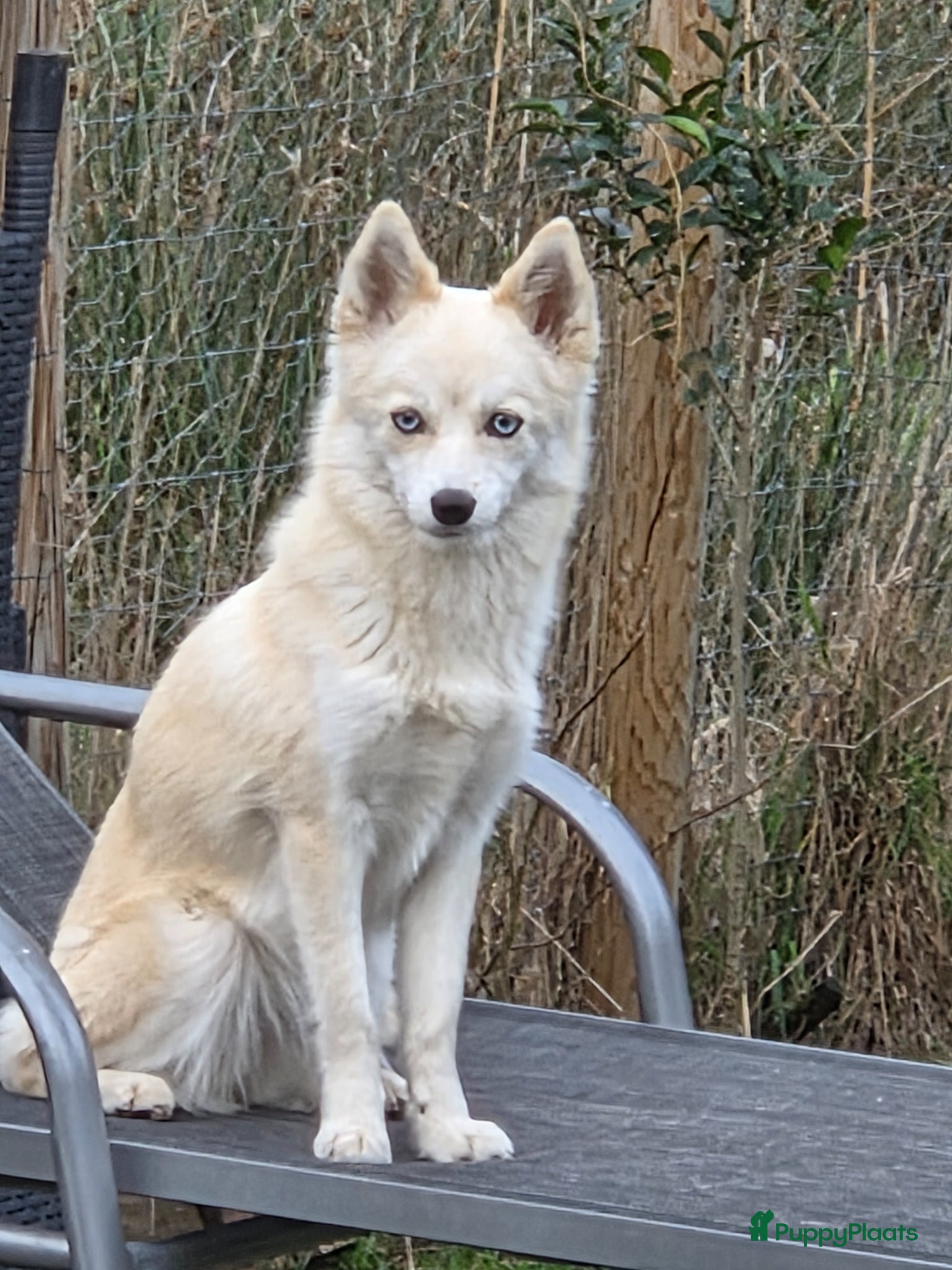 Pomsky honden Pomsky te koop - Advertentie 1