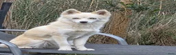Pomsky honden te koop: Pomsky te koop - Advertentie 1