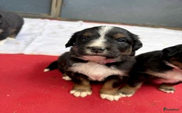 Berner Sennenhond honden te koop: Berner Sennen x Appenzeller pups te koop - Afbeelding 16