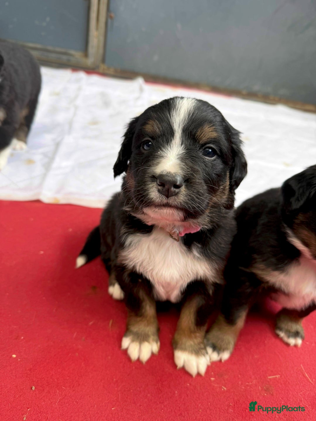 Berner Sennenhond honden te koop: Berner Sennen x Appenzeller pups te koop - Afbeelding 16