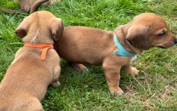 Teckel (korthaar)  honden te koop: Prachtig liefdesnestje met witte langharige papa - Afbeelding 7