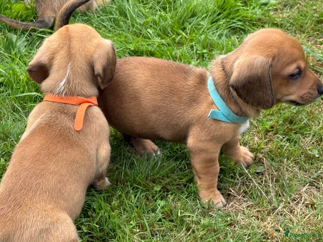 Teckel (korthaar)  honden te koop: Prachtig liefdesnestje met witte langharige papa - Afbeelding 7