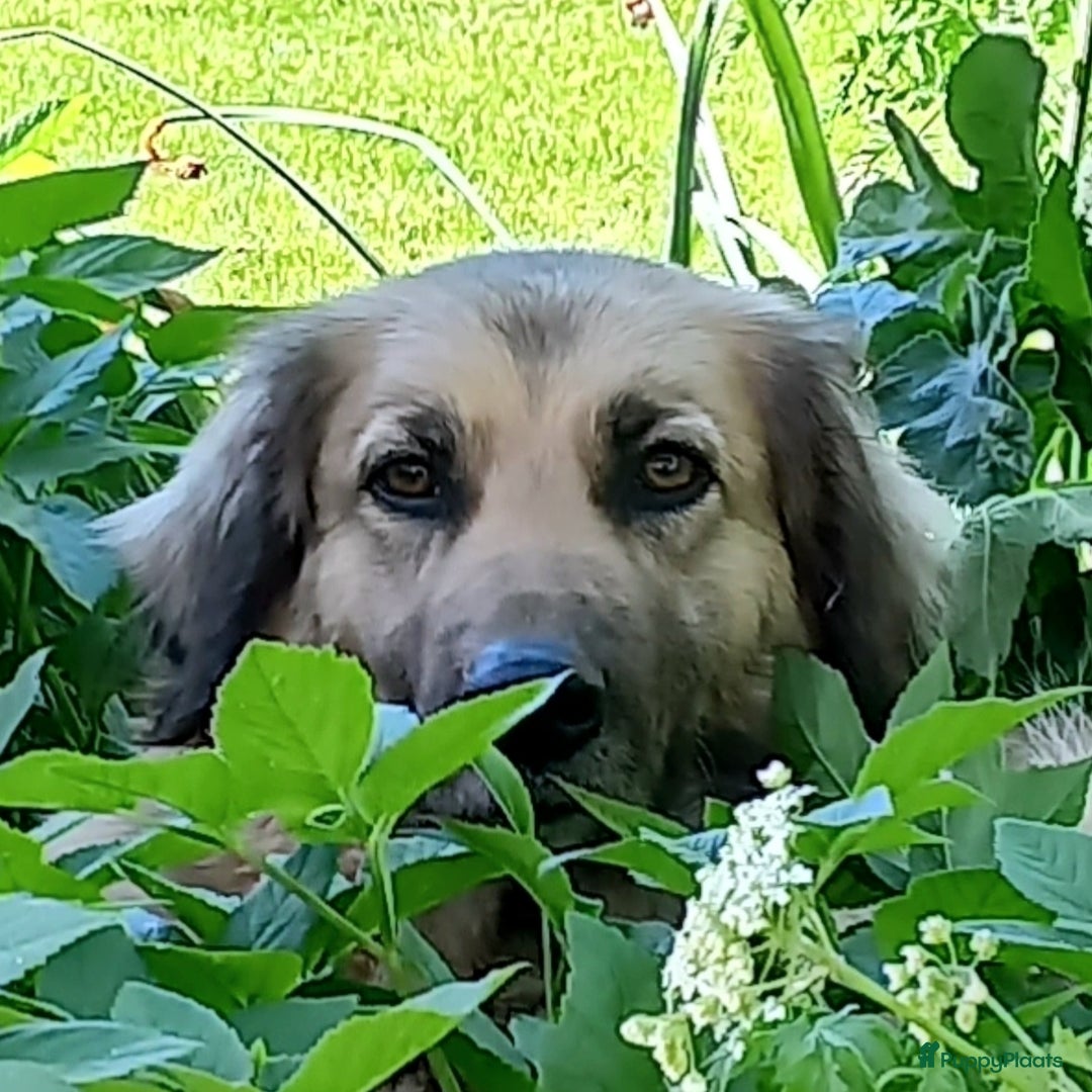 Kruising honden te koop: Mooie pups  mogen weg in de week van 27 november - Advertentie 8