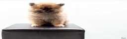 Kruising honden te koop: 4 Prachtige Keeshond/Pomeriaan pups (Oranje-Sabel) in Den Haag - Advertentie 24
