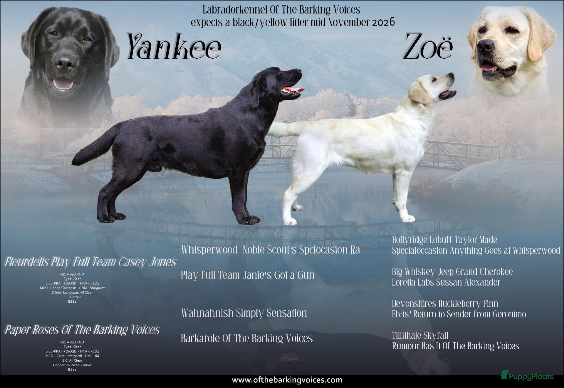 Labrador Retriever honden te koop: Zwarte en Gele labrador pups verwacht - Advertentie 6