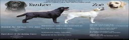 Labrador Retriever honden te koop: Zwarte en Gele labrador pups verwacht - Advertentie 1