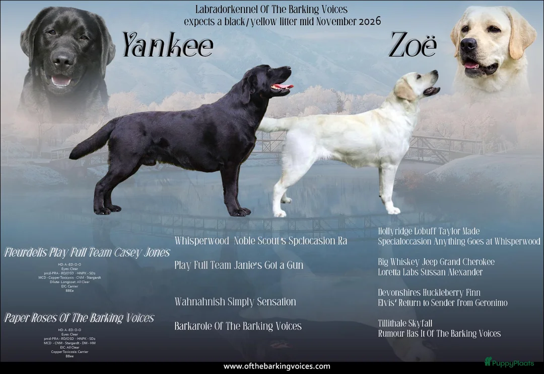 Labrador Retriever honden te koop: Zwarte en Gele labrador pups verwacht - Advertentie 1