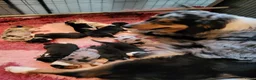 Australian Shepherd honden te koop: Australian Shepherd teefje met FCI stamboom - Advertentie 11