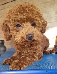 Poedel Toy honden goed thuis gezocht voor Jouki - Advertentie 2