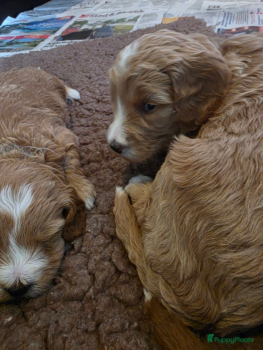 Goldendoodle honden te koop: 🐶 Goldendoodle pups medium - Advertentie 2