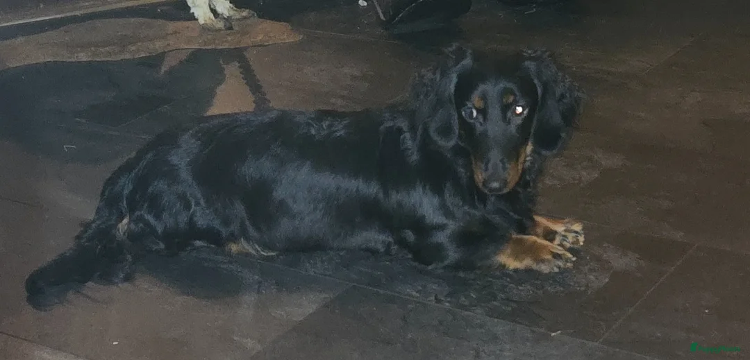 Teckel (langhaar) honden te koop: Laatste langhaar dwerg teckeltje - Advertentie 6