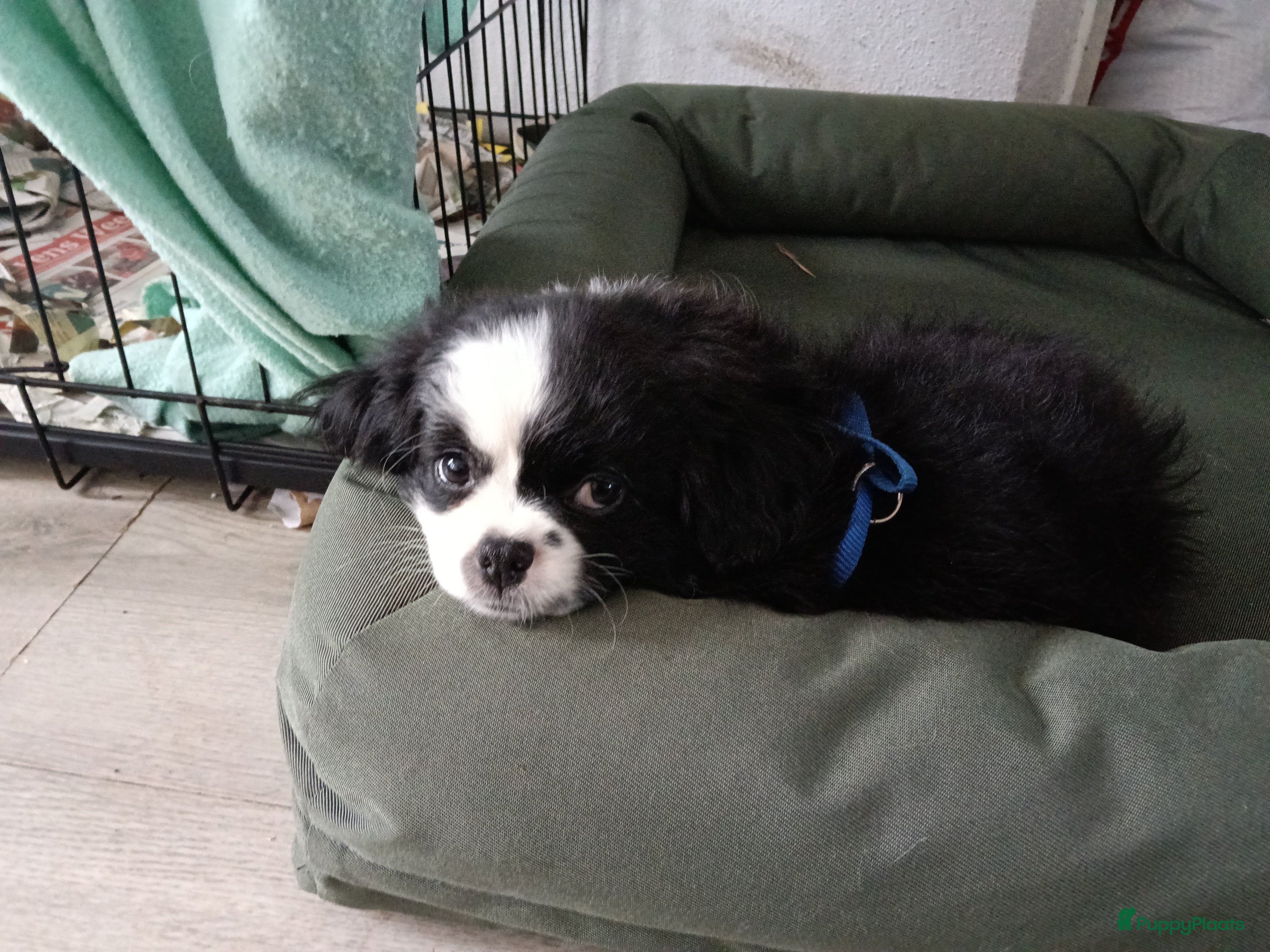 Kruising honden Leuke lieve puppy  - Advertentie 11