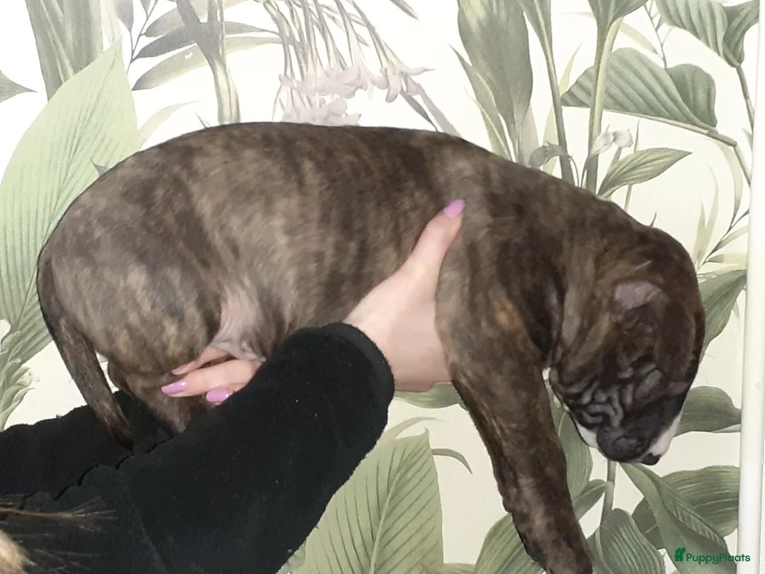 Bull Terriër honden te koop: deze 4 kanjers zijn op zoek naar gouden mandje - Advertentie 9