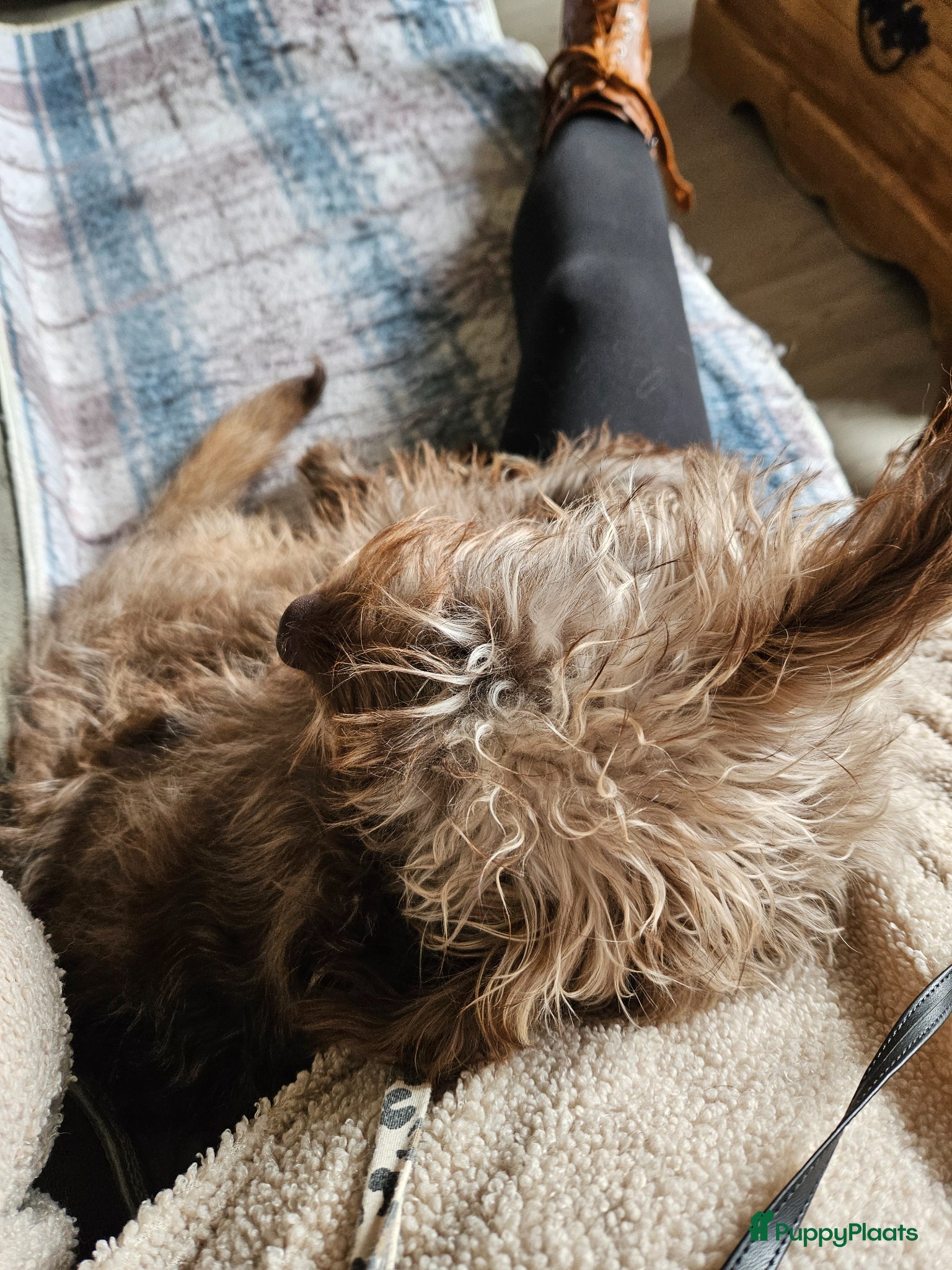 Kruising honden Kruizing bomer terrier - Advertentie 2