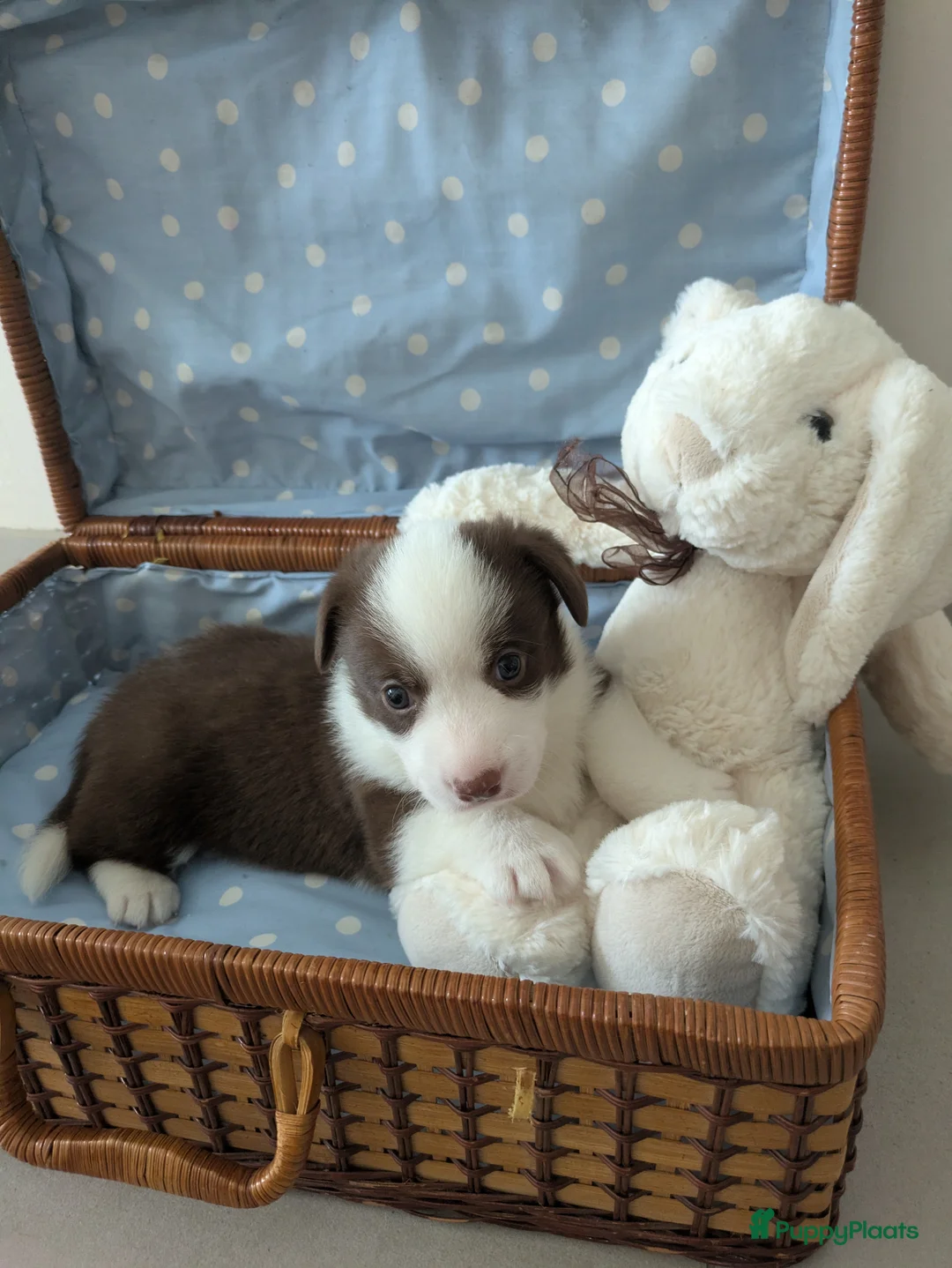 Welsh Corgi Cardigan honden te koop: Welsh Corgi Cardigan pups te Nieuwerkerken België - Advertentie 3