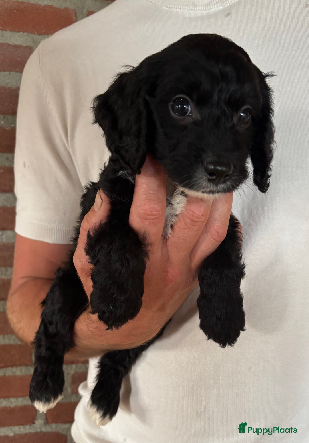 Cockapoo honden te koop: Cockapoo herhaalnestje in Kessel - Afbeelding 2