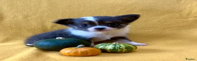 Pomchi 3