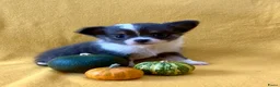 Pomchi honden te koop: 75% chihuahua/25% Pomeriaan pups zoeken huisje - Advertentie 8