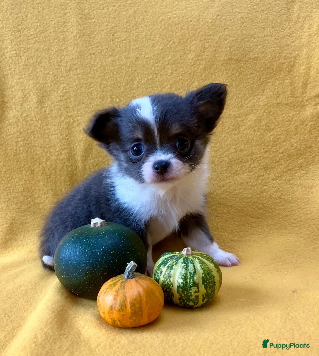 Pomchi honden te koop: 75% chihuahua/25% Pomeriaan pups zoeken huisje - Advertentie 8