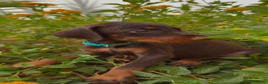 Dobermann 5
