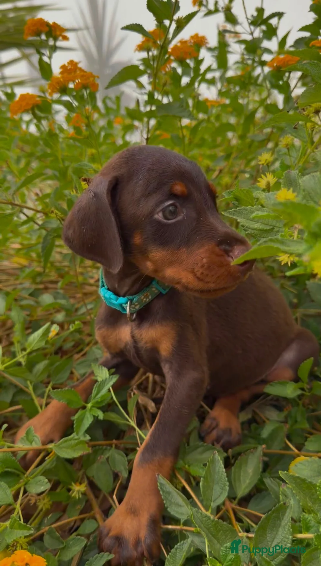 Dobermann honden te koop: Prachtige Dobermann pups - Advertentie 15