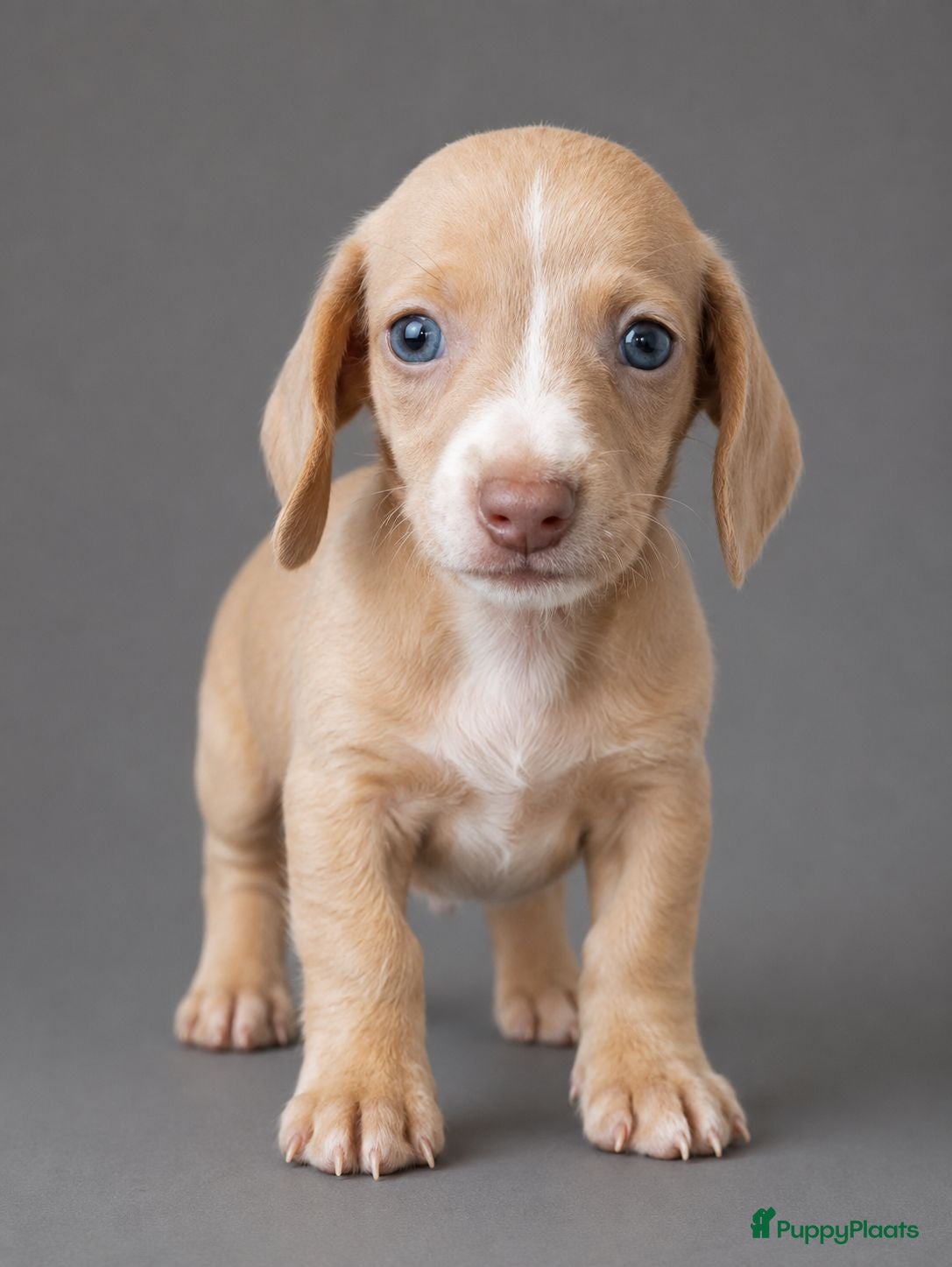 Teckel (korthaar)  honden Knappe dwergteckel pups - Advertentie 1