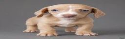 Teckel (korthaar)  honden te koop: Knappe dwergteckel pups - Advertentie 1